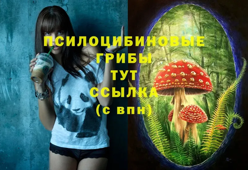 цены наркотик  Гремячинск  Галлюциногенные грибы Psilocybe 